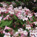 Kolkwitzia amabilis 'Pink Cloud' fleur P6